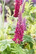 Lupinus polyphyllus 'Master Piece'® - Garten-Lupine 'Master Piece'®