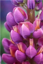 Lupinus polyphyllus 'Master Piece'® - Garten-Lupine 'Master Piece'®