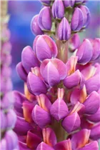 Lupinus polyphyllus 'Master Piece'® - Garten-Lupine 'Master Piece'®