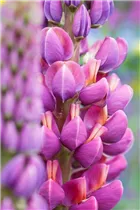 Lupinus polyphyllus 'Master Piece'® - Garten-Lupine 'Master Piece'®
