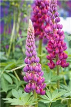 Lupinus polyphyllus 'Master Piece'® - Garten-Lupine 'Master Piece'®