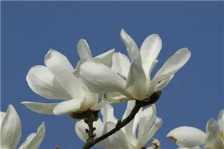 Magnolia 'Emma Cook' - Magnolie 'Emma Cook'