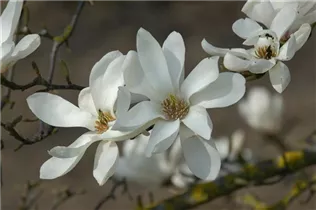 Magnolia 'Emma Cook' - Magnolie 'Emma Cook'