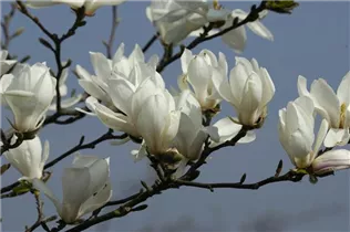 Magnolia 'Emma Cook' - Magnolie 'Emma Cook'