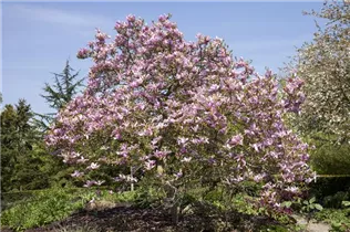 Magnolia 'Jane' - Magnolie 'Jane' Magnolia 'Jane' - Magnolie 'Jane'