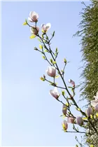 Magnolia 'Genie'® - Magnolie 'Genie'® Magnolia 'Genie'® - Magnolie 'Genie'®