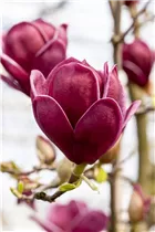 Magnolia 'Genie'® - Magnolie 'Genie'® Magnolia 'Genie'® - Magnolie 'Genie'®