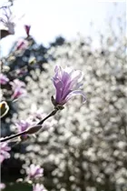 Magnolia liliiflora 'Betty' - Purpurmagnolie 'Betty'