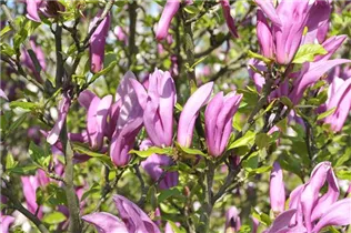 Magnolia liliiflora 'Betty' - Purpurmagnolie 'Betty'
