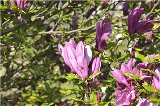Magnolia liliiflora 'Betty' - Purpurmagnolie 'Betty'