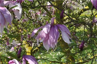Magnolia liliiflora 'Betty' - Purpurmagnolie 'Betty'