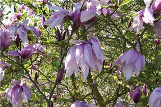 Magnolia liliiflora 'Betty' - Purpurmagnolie 'Betty'