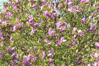 Magnolia liliiflora 'Betty' - Purpurmagnolie 'Betty'