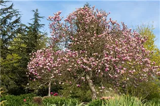 Magnolia liliiflora 'Betty' - Purpurmagnolie 'Betty'