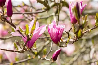Magnolia liliiflora 'Betty' - Purpurmagnolie 'Betty'