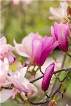 Magnolia liliiflora 'Betty' - Purpurmagnolie 'Betty'