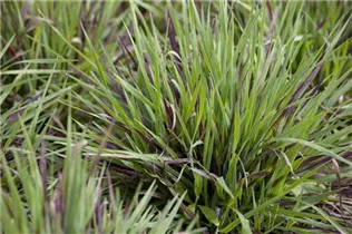 Luzula pilosa 'Igel' - Behaarte Garten-Hainsimse 'Igel'