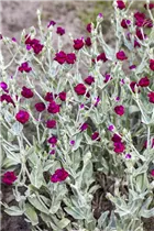 Lychnis coronaria - Vexiernelke