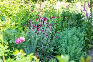 Lychnis coronaria - Vexiernelke