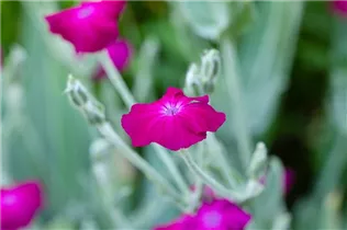 Lychnis coronaria - Vexiernelke