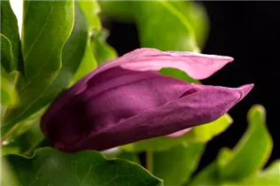 Magnolia liliiflora 'Susan' - Niedrige Magnolie 'Susan' Magnolia liliiflora 'Susan' - Niedrige Magnolie 'Susan'