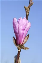 Magnolia liliiflora 'Susan' - Niedrige Magnolie 'Susan' Magnolia liliiflora 'Susan' - Niedrige Magnolie 'Susan'