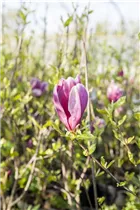 Magnolia liliiflora 'Susan' - Niedrige Magnolie 'Susan' Magnolia liliiflora 'Susan' - Niedrige Magnolie 'Susan'