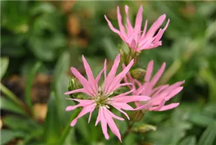 Lychnis flos-cuculi - Kuckucks-Lichtnelke