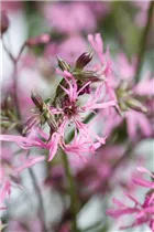 Lychnis flos-cuculi - Kuckucks-Lichtnelke
