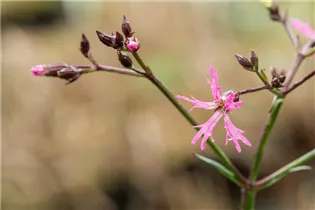 Lychnis flos-cuculi - Kuckucks-Lichtnelke