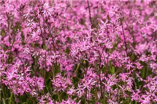 Lychnis flos-cuculi - Kuckucks-Lichtnelke