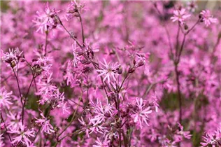 Lychnis flos-cuculi - Kuckucks-Lichtnelke