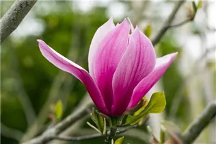 Magnolia 'March Till Frost' - Magnolie 'March Till Frost'
