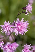 Lychnis flos-cuculi 'Jenny' - Kuckuckblume