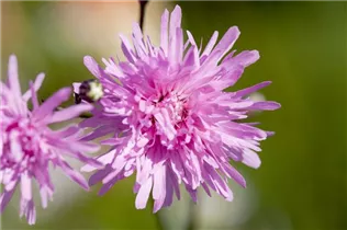Lychnis flos-cuculi 'Jenny' - Kuckuckblume
