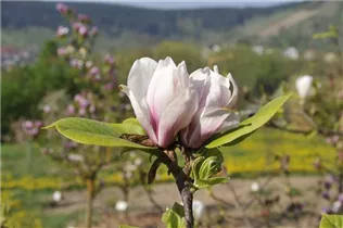 Magnolia 'Pikards Maime' - Magnolie 'Pikards Maime'