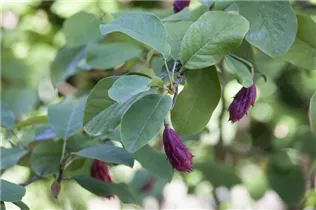 Magnolia sieboldii - Sommer-Magnolie