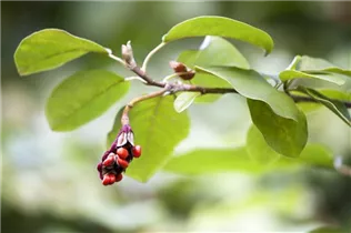 Magnolia sieboldii - Sommer-Magnolie