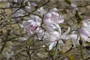 Magnolia stellata 'Dawn' - Sternmagnolie 'Dawn'