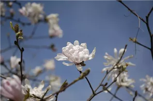Magnolia stellata 'Dawn' - Sternmagnolie 'Dawn'