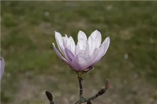 Magnolia stellata 'Rosea' - Rosa Sternmagnolie 'Rosea' Magnolia stellata 'Rosea' - Rosa Sternmagnolie 'Rosea'