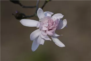 Magnolia stellata 'Rosea' - Rosa Sternmagnolie 'Rosea' Magnolia stellata 'Rosea' - Rosa Sternmagnolie 'Rosea'