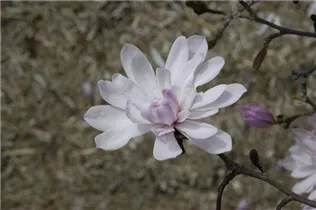 Magnolia stellata 'Rosea' - Rosa Sternmagnolie 'Rosea' Magnolia stellata 'Rosea' - Rosa Sternmagnolie 'Rosea'