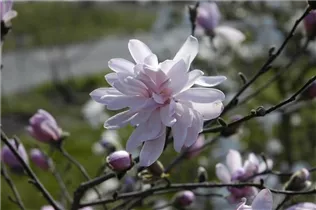 Magnolia stellata 'Rosea' - Rosa Sternmagnolie 'Rosea' Magnolia stellata 'Rosea' - Rosa Sternmagnolie 'Rosea'