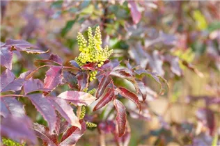 Mahonia aquifolium 'Atropurpurea' - Rotlaubige Mahonie Mahonia aquifolium 'Atropurpurea' - Rotlaubige Mahonie