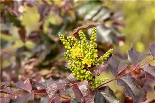 Mahonia aquifolium 'Atropurpurea' - Rotlaubige Mahonie Mahonia aquifolium 'Atropurpurea' - Rotlaubige Mahonie