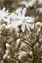 Magnolia stellata 'Royal Star' - Sternmagnolie 'Royal Star' Magnolia stellata 'Royal Star' - Sternmagnolie 'Royal Star'