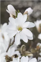 Magnolia stellata 'Royal Star' - Sternmagnolie 'Royal Star' Magnolia stellata 'Royal Star' - Sternmagnolie 'Royal Star'