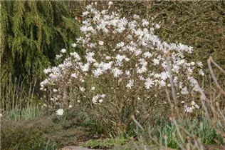 Magnolia stellata 'Royal Star' - Sternmagnolie 'Royal Star' Magnolia stellata 'Royal Star' - Sternmagnolie 'Royal Star'