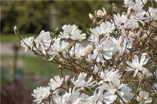 Magnolia stellata 'Royal Star' - Sternmagnolie 'Royal Star' Magnolia stellata 'Royal Star' - Sternmagnolie 'Royal Star'